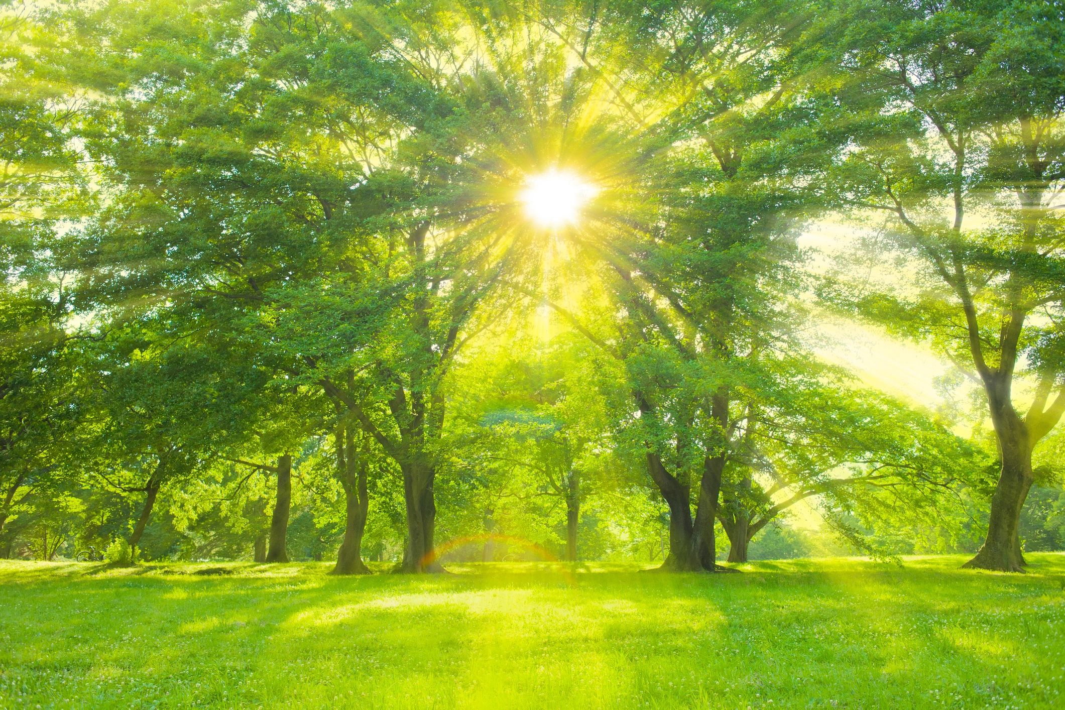 Sunlight filtering through a peaceful forest