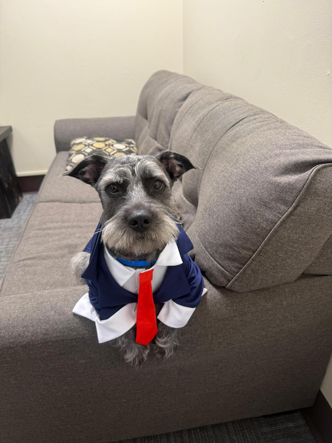 Ketto, the Alternative Therapy practice therapy dog, wearing a suit and red tie